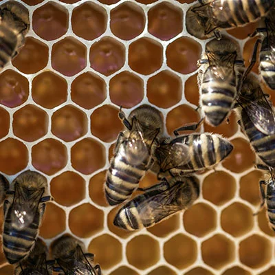 动物疫苗经营许可证怎么申请领取的（动物疫苗审批）