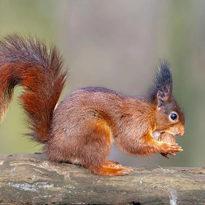 兽医站给猫打疫苗要多少钱（兽医站能打猫三联吗）