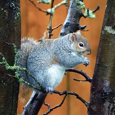 动物防疫补助资金管理办法（动物防疫补助资金管理办法细则）