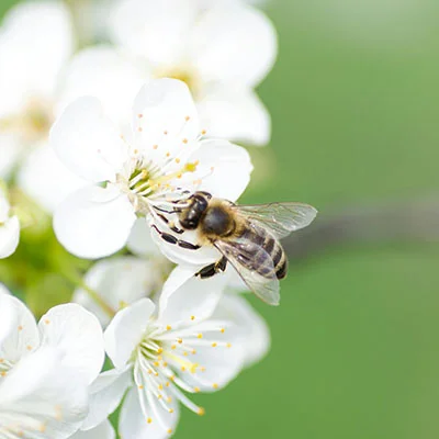 小型狗粮设备多少钱（微型狗粮机）