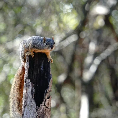 宠物粮在哪里批发便宜点（宠物粮在哪个网站买）