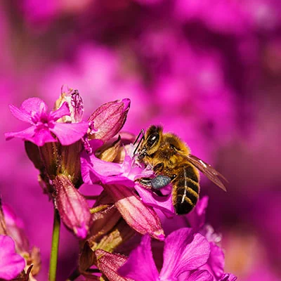 猫咪打猫三联好还是妙三多好（猫咪疫苗猫三联和妙三多的区别）