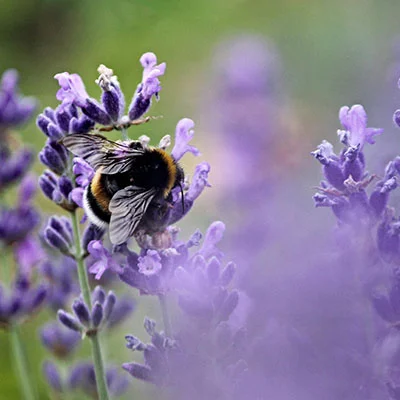 宠物粮食店一年利润怎么样计算 宠物粮食店一年利润怎么样计算呢