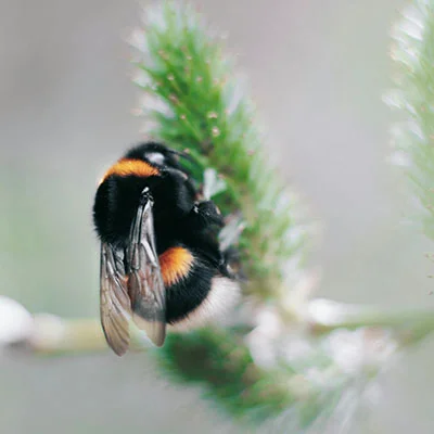 洛阳春节庙会最旺的景点有哪些地方(洛阳春节庙会最旺的景点有哪些图片)