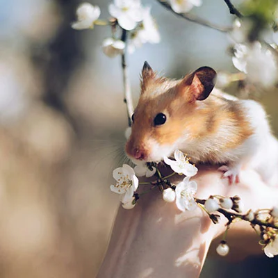 动物医疗市场 动物医疗市场分析